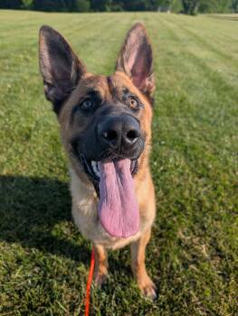 Conner -  German Shepherd Dog and Belgian Shepherd Malinois Dog for Adoption in Mansfield, Connecticut - Conner | PetCurious