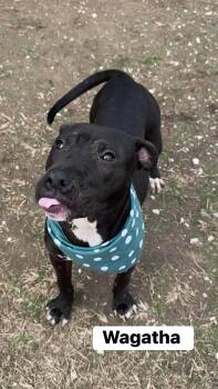 Pit Bull Terrier Dogs Available for Adoption - Wagatha **Courtesy Post. Out Of Town Pet. See Below For Details* | PetCurious