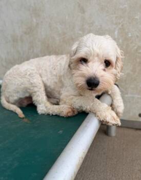 Miniature Schnauzer and Miniature Poodle Dogs Available for Adoption - Andes | PetCurious