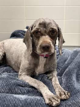 COCOA -  Cocker Spaniel and Poodle Dog for Adoption in Leesburg, Virginia - COCOA | PetCurious