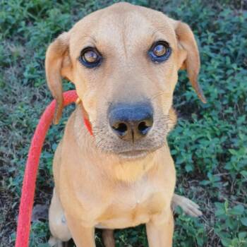 Rescue Black Mouth Cur Dogs for Adoption in Wadena, Minnesota - Lilith | PetCurious