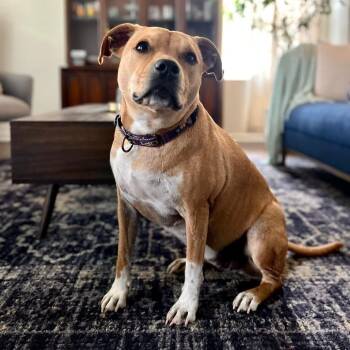 Birdie -  Staffordshire Bull Terrier and Mixed Breed Dog for Adoption in La Grange, Kentucky - Birdie | PetCurious