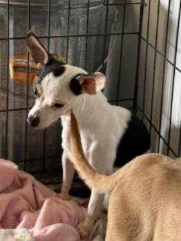 Rescue Chihuahua Dogs for Adoption in Tucumcari, New Mexico - Lefty | PetCurious