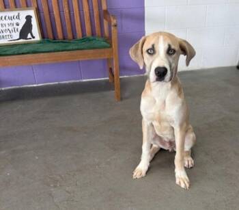Labrador Retriever and Anatolian Shepherd Dogs Available for Adoption in North Prairie, Wisconsin - **TANNER** | PetCurious