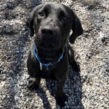 Mixed Breed Dogs Available for Adoption - Arrow | PetCurious