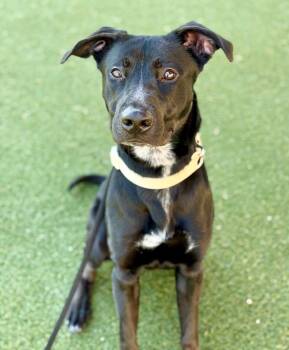 Neo -  Belgian Shepherd Malinois and Mixed Breed Dog for Adoption in Columbia, Illinois - Neo | PetCurious