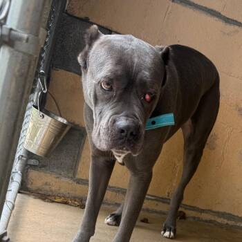 Dakota -  Cane Corso Dog for Adoption in Waldorf, Maryland - Dakota | PetCurious