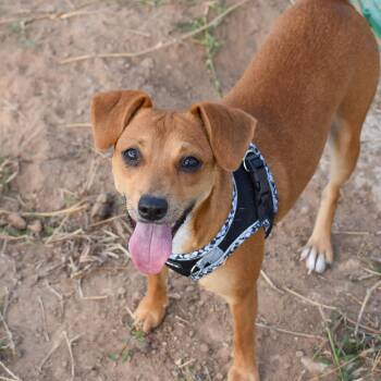 Rescue Chihuahua Dogs for Adoption in Warren, Rhode Island - Witch | PetCurious