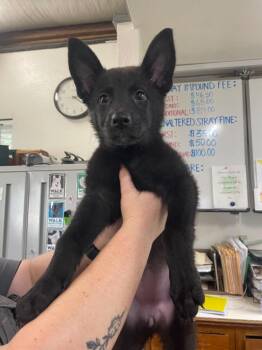 Rekari -  German Shepherd Dog Dog for Adoption in Chico, California - Rekari | PetCurious