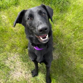 Black Labrador Retriever and Shepherd Dogs Available for Adoption in Milford, Iowa - Raven | PetCurious