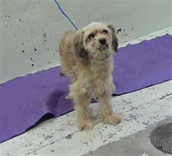 Cocker Spaniel and Mixed Breed Dogs Available for Adoption in Houston, Texas - A2072210 | PetCurious