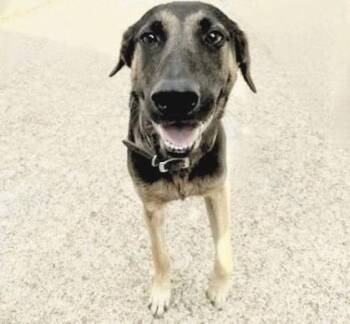 A658887 -  Belgian Shepherd Malinois Dog for Adoption in Houston, Texas - A658887 | PetCurious