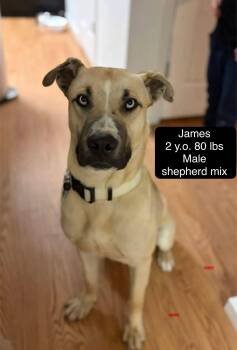James -  Shepherd Dog for Adoption in Thornton, Colorado - James | PetCurious