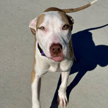 Blair -  Pit Bull Terrier Dog for Adoption in Matteson, Illinois - Blair | PetCurious