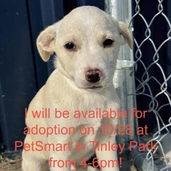 Pugsley -  Chihuahua and Mixed Breed Dog for Adoption in Matteson, Illinois - Pugsley | PetCurious
