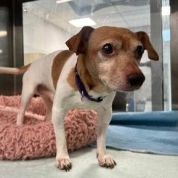 Sweet Green -  Chihuahua and Jack Russell Terrier Dog for Adoption in Patchogue, New York - Sweet Green | PetCurious