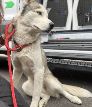 Apollo - Located in Portland, OR now -  Alaskan Malamute and Husky Dog for Adoption in Los Angeles, California - Apollo - Located In Portland, OR Now | PetCurious