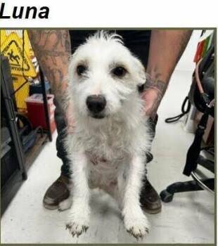 Jack Russell Terrier and Cairn Terrier Dogs Available for Adoption - Luna | PetCurious