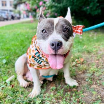 Ginger Rogers -  Pit Bull Terrier Dog for Adoption in Buffalo, New York - Ginger Rogers | PetCurious
