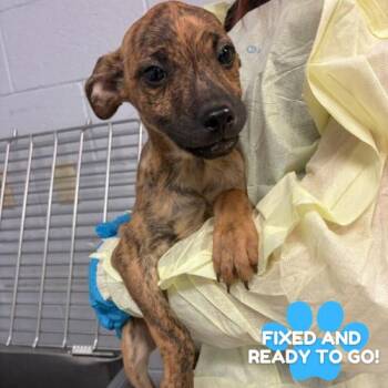 Plott Hound Dogs Available for Adoption in TIMBERCRK CYN, Texas - Blossom | PetCurious