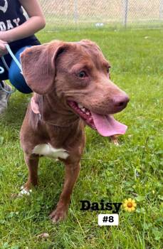 Mixed Breed Dogs Available for Adoption in Seth, West Virginia - Daisy  | PetCurious
