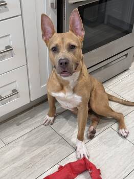 Oden -  Pit Bull Terrier Dog for Adoption in Cool, California - Oden | PetCurious
