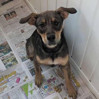 Rescue Mixed Breed Dogs for Adoption in Huntington, West Virginia - Coco | PetCurious