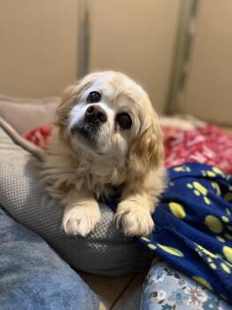 Pekingese Dogs Available for Adoption in Catlett, Virginia - Jennie | PetCurious