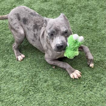 Moe -  Pit Bull Terrier and Mixed Breed Dog for Adoption in Matteson, Illinois - Moe | PetCurious