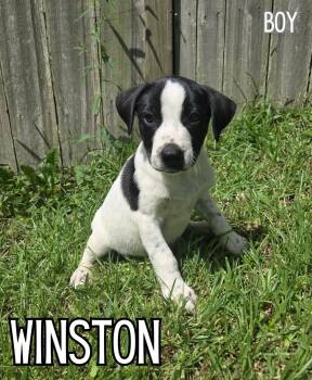 Terrier Dogs Available for Adoption in Glocester, Rhode Island - Winston | PetCurious