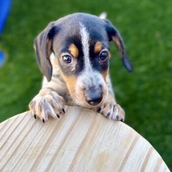Judo -  Beagle Dog for Adoption in La Grange, Kentucky - Judo | PetCurious