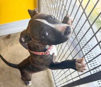 Rescue Mixed Breed Dogs for Adoption in Fernandina Beach, Florida - REESE | PetCurious