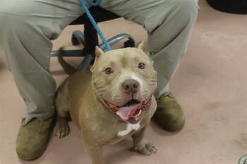 HARRIS -  Mixed Breed Dog for Adoption in Columbia, South Carolina - HARRIS | PetCurious
