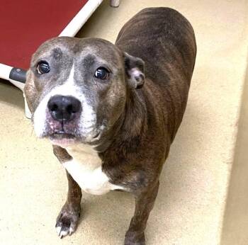 Maise Adorable Blue Brindle Girl Sweet-Natured Girl -  American Bulldog Dog for Adoption in Charlottesville, Virginia - Maise Adorable Blue Brindle Girl Sweet-Natured Girl | PetCurious