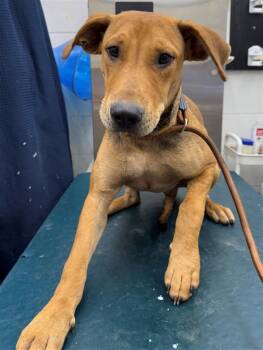 Rescue Black Mouth Cur and Mixed Breed Dogs for Adoption in Mobile, Alabama - SAX | PetCurious