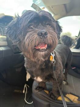 Toby -  Shih Tzu Dog for Adoption in Pompano Beach, Florida - Toby | PetCurious
