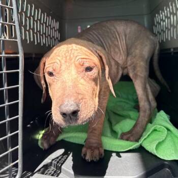 Lyla -  Pit Bull Terrier Dog for Adoption in Tampa, Florida - Lyla | PetCurious