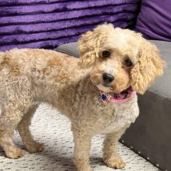Charleston- Foster Home Needed -  Poodle Dog for Adoption in Hartland, Wisconsin - Charleston- Foster Home Needed | PetCurious