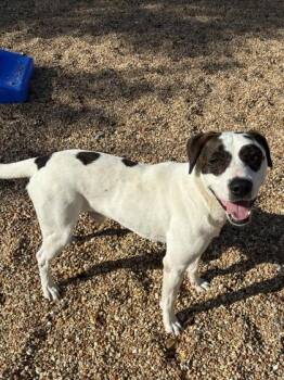 Bingo -  Mixed Breed Dog for Adoption in New Orleans, Louisiana - Bingo | PetCurious