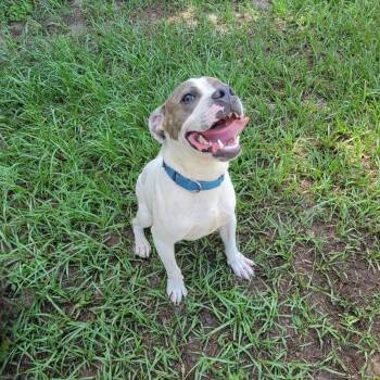 Stallone -  Mixed Breed Dog for Adoption in Englewood, Florida - Stallone | PetCurious