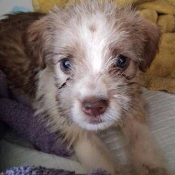 Ball -  Shih Tzu Dog for Adoption in East St. Louis, Illinois - Ball | PetCurious