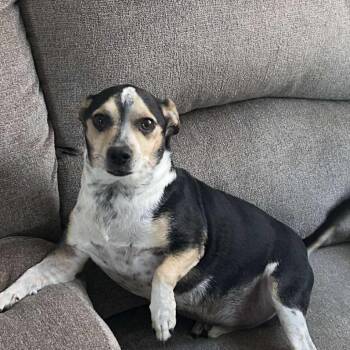 Rescue Chihuahua Dogs for Adoption in Las Vegas, Nevada - Charlie Jacobs OS NV | PetCurious