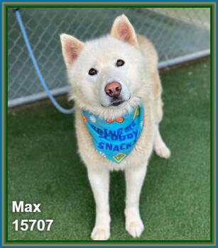 MAX (see also ENZO) -  Siberian Husky and Akita Dog for Adoption in Marietta, Georgia - MAX (see Also ENZO) | PetCurious