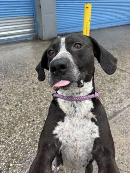 Mixed Breed Dogs Available for Adoption in New York, New York - Malachi | PetCurious