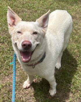 Husky and Mixed Breed Dogs Available for Adoption in Madison, Georgia - Ophelia | PetCurious