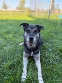 Bear -  Mixed Breed Dog for Adoption in Whitby, Ontario - Bear | PetCurious
