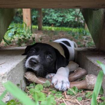 Able -  Pit Bull Terrier and Mixed Breed Dog for Adoption in Durham, North Carolina - Able | PetCurious