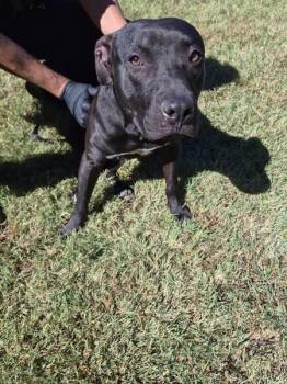 Ic-13 -  Pit Bull Terrier Dog for Adoption in Lawrenceville, Georgia - Ic-13 | PetCurious