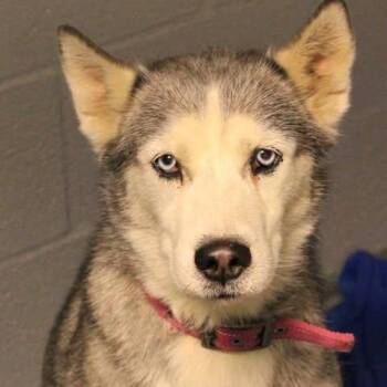 Husky Dogs Available for Adoption in Fredericksburg, Virginia - 26-00603 | PetCurious