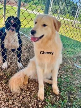 Chewy -  Great Pyrenees and Labrador Retriever Dog for Adoption in Wando, South Carolina - Chewy | PetCurious
